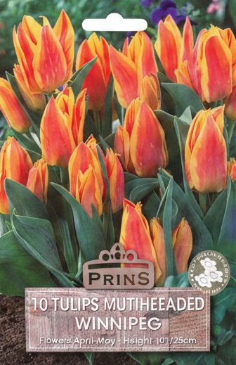 Prins 10 Tulips Multiheaded Winnipeg - Corrected