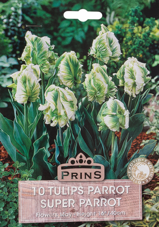 Prins 10 Tulips Parrot Super Parrot - Stock Photo