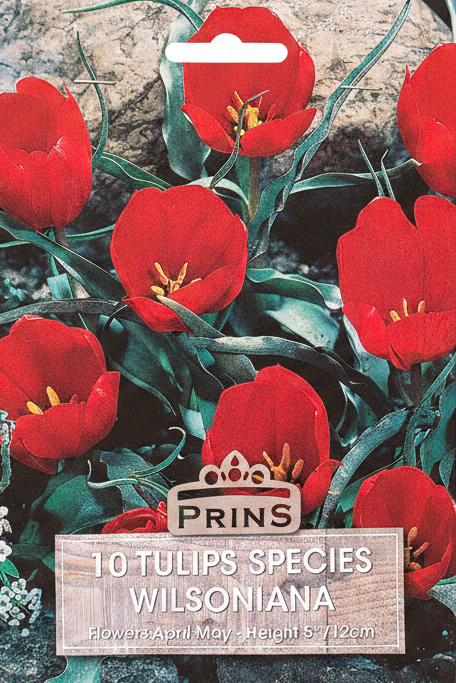 Prins 10 Tulips Species Wilsoniana - Stock Photo