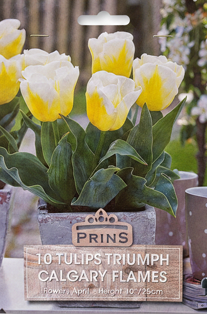Prins 10 Tulips Triumph Calgary Flames - Stock Photo