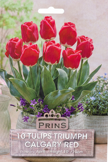 Prins 10 Tulips Triumph Calgary Red - Stock Photo