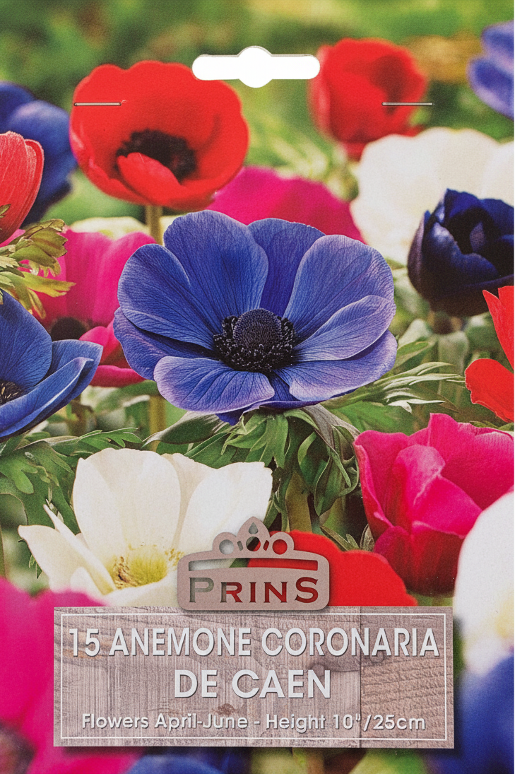 Prins 15 Anemone Coronaria De Caen - Stock Photo
