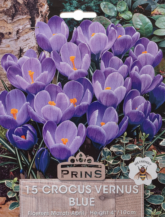 Prins 15 Crocus Vernus Blue - Retry