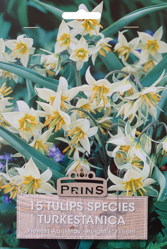 Prins 15 Tulips Species Turkestanica - BG Removed