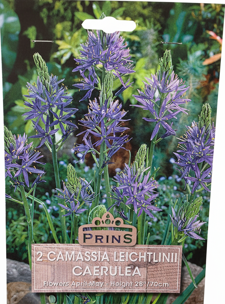 Prins 2 Camassia Leichtlinii Caerulea - Stock Photo