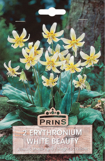Prins 2 Erythronium White Beauty - Stock Photo