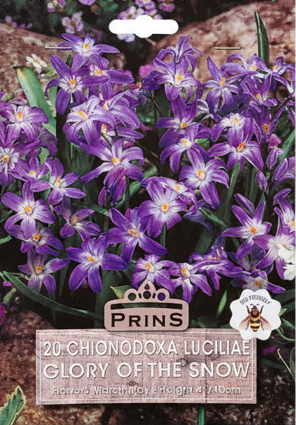 Prins 20 Chionodoxa Luciliae Glory of the Snow - Retake