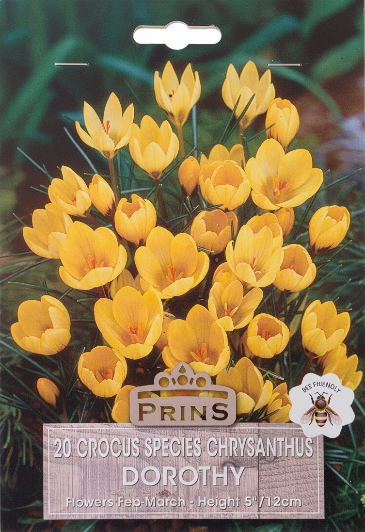 Prins 20 Crocus Species Chrysanthus Dorothy - Stock Photo