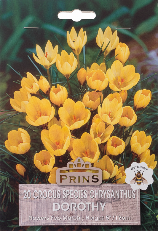 Prins 20 Crocus Species Chrysanthus Dorothy - Stock Photo