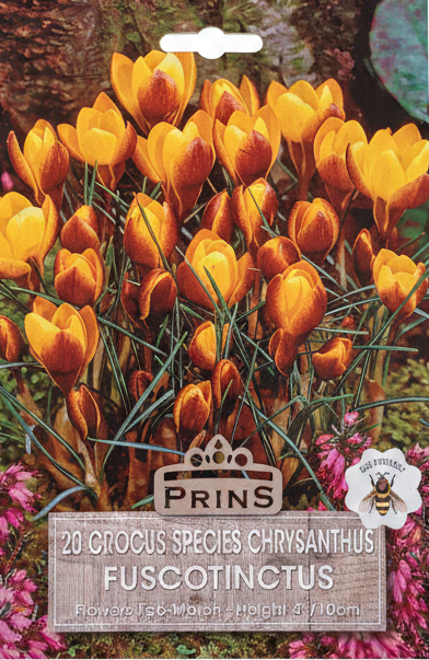 Prins 20 Crocus Species Chrysanthus Fuscotinctus - Stock Photo