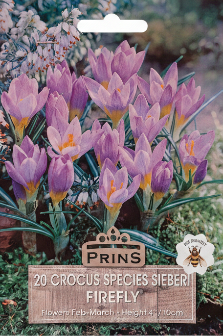 Prins 20 Crocus Species Sieberi Firefly - Stock Photo