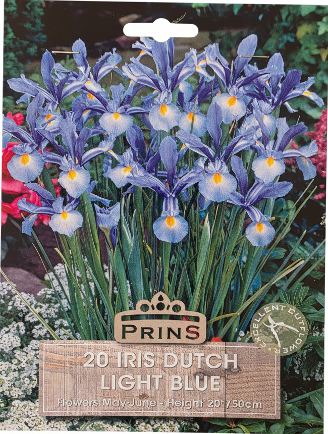 Prins 20 Iris Dutch Light Blue - Stock Photo