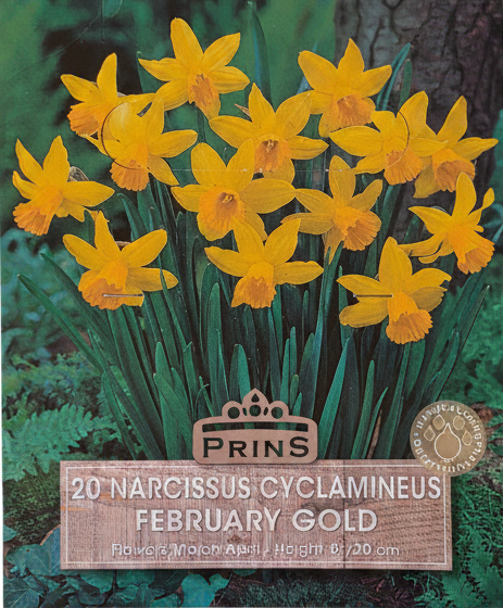 Prins 20 Narcissus Cyclamineus February Gold - Stock Photo