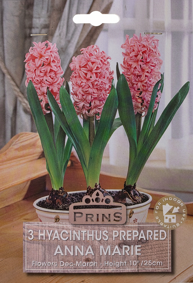 Prins 3 Hyacinthus Prepared Anna Marie - Full Packet