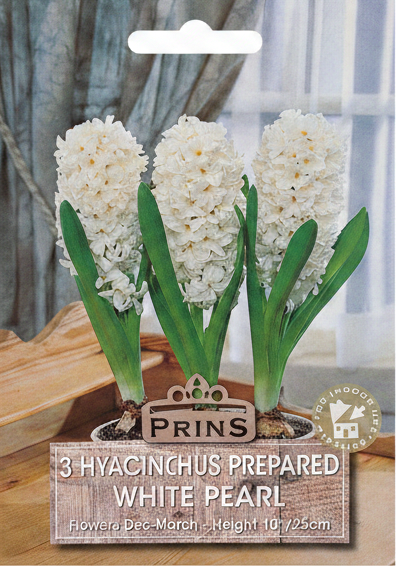 Prins 3 Hyacinthus Prepared White Pearl - Stock Photo