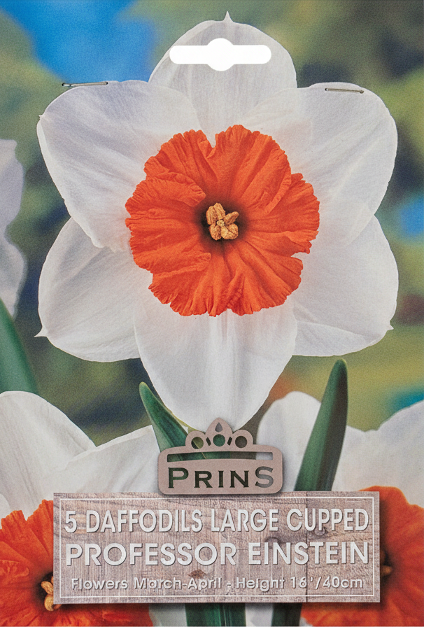 Prins 5 Daffodils Large Cupped Professor Einstein - Retry
