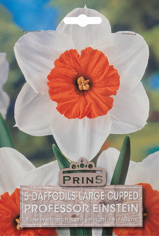 Prins 5 Daffodils Large Cupped Professor Einstein - Retry