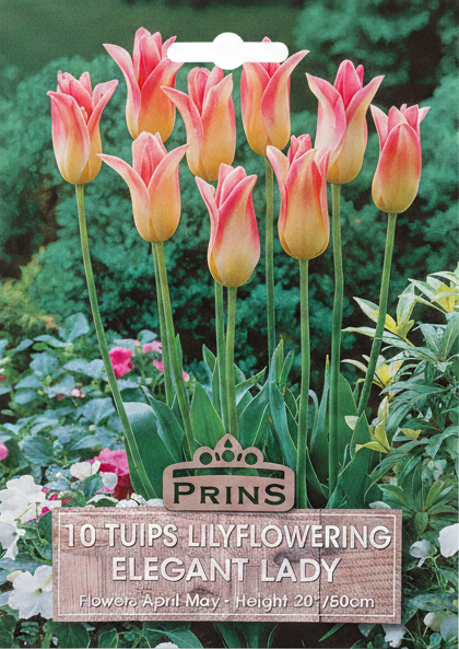 Prins Elegant Lady Lilyflowering Tulips - Stock Photo