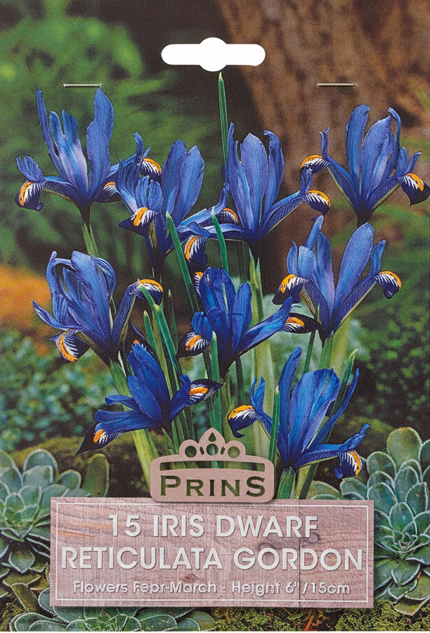 Prins Iris Dwarf Reticulata Gordon - Stock Photo
