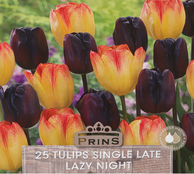 Prins Lazy Night Single Late Tulips - Stock Photo