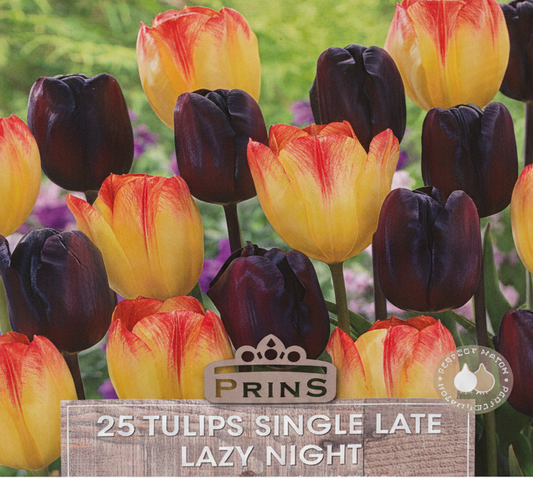 Prins Lazy Night Single Late Tulips - Stock Photo