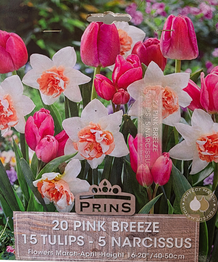 Prins Pink Breeze - Background Removed