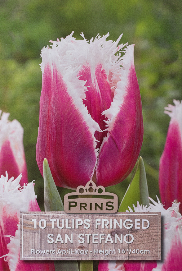 Prins San Stefano Fringed Tulips - Stock Photo