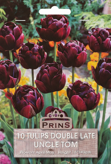 Prins Uncle Tom Tulips - Stock Photo