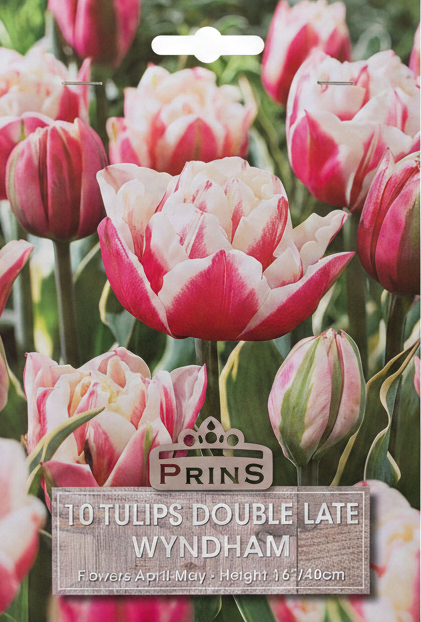 Prins Wyndham Double Late Tulips - Stock Photo