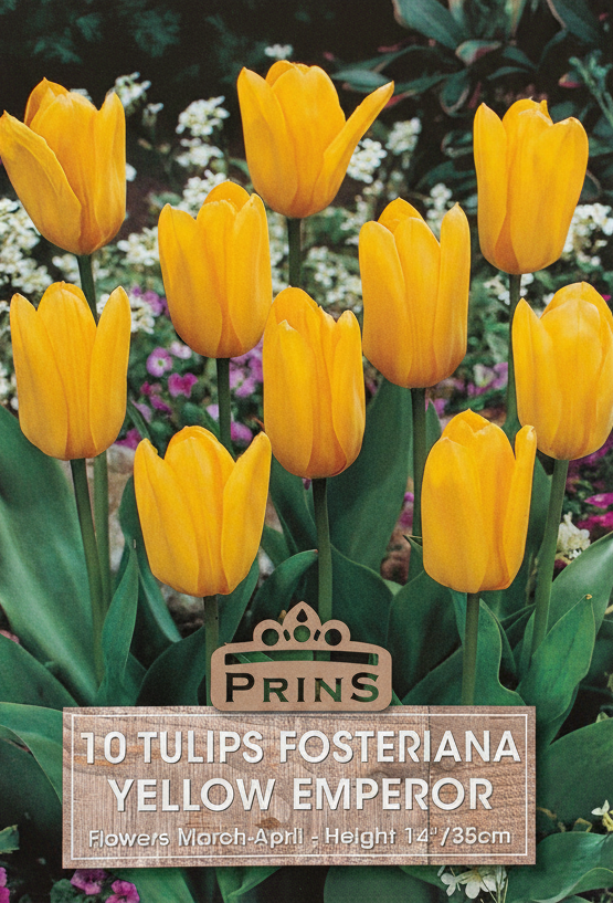 Prins Yellow Emperor Fosteriana Tulips - Stock Photo