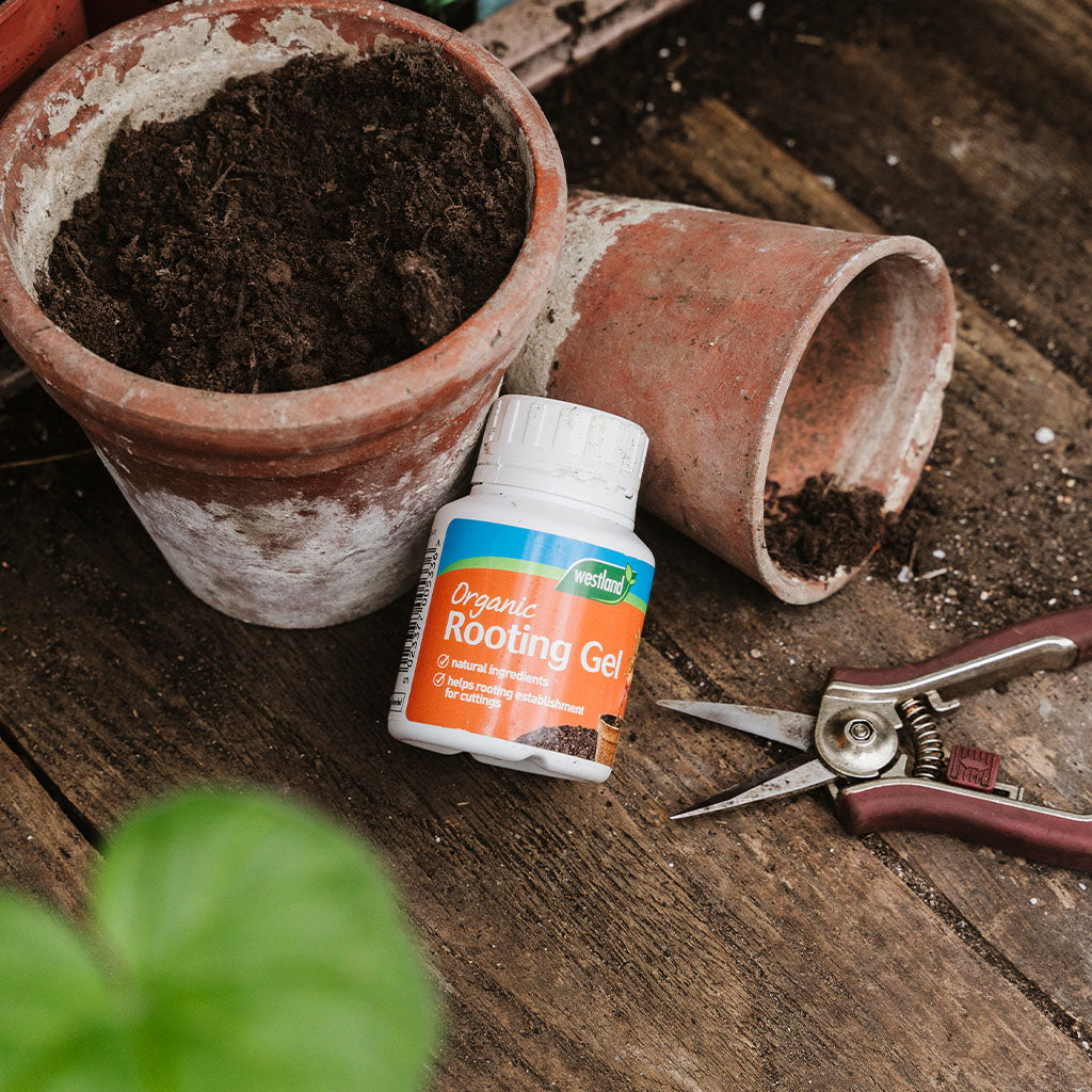 Organic rooting gel bottle with a potted plant and scissors on a wooden surface