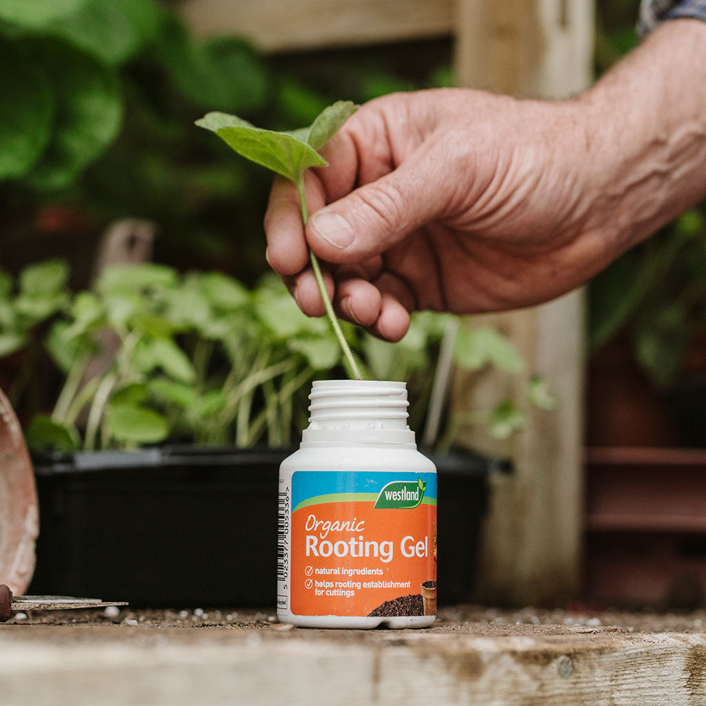 Person holding a plant over a bottle of Westland Organic Rooting Gel with plants in the background.