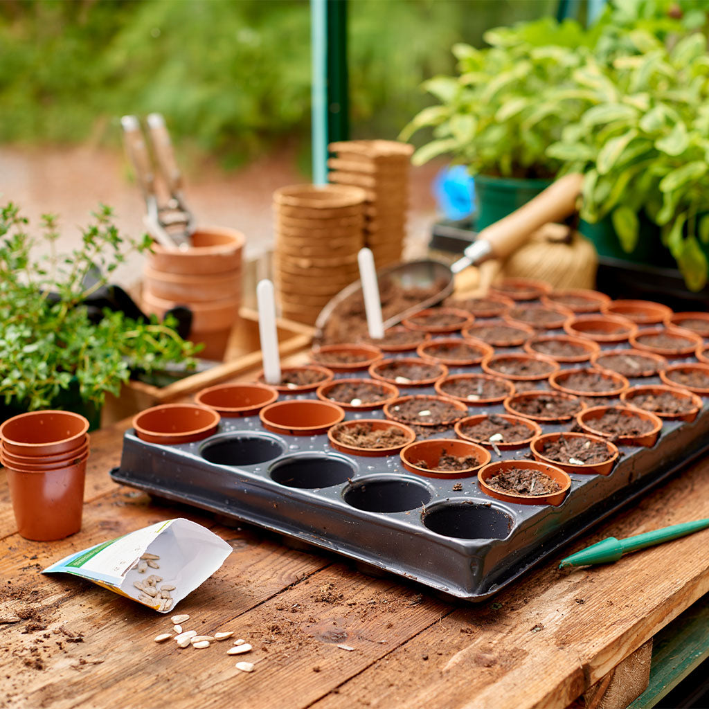 Seedling trays with small pots on a wooden table, surrounded by gardening tools and plants.