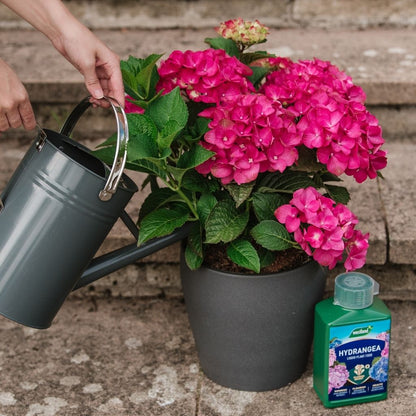 Person watering a potted pink hydrangea plant with a green watering can on stone steps.