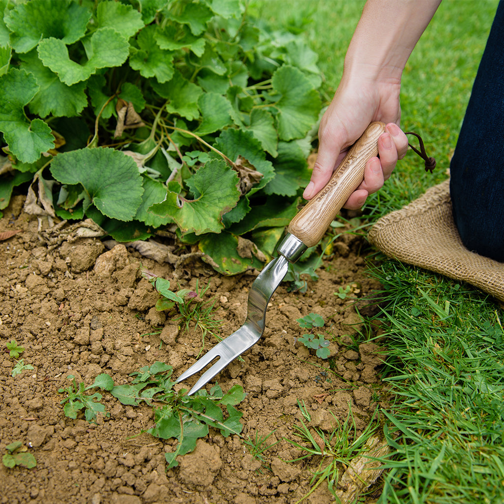 Kent & Stowe daisy grubber being used on weeds in soil
