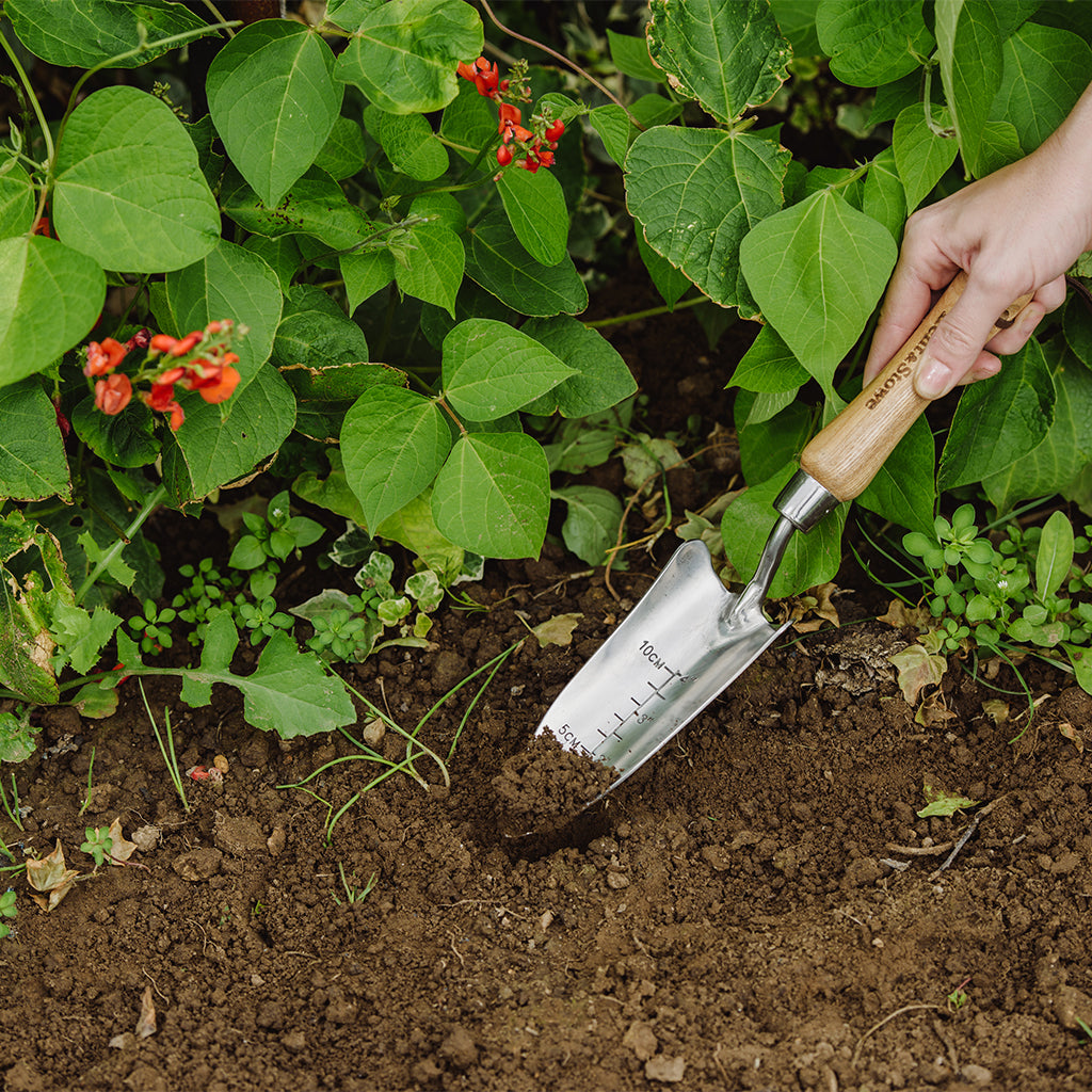 Hand using a gardening trowel to work the soil among plants with green leaves and red flowers.