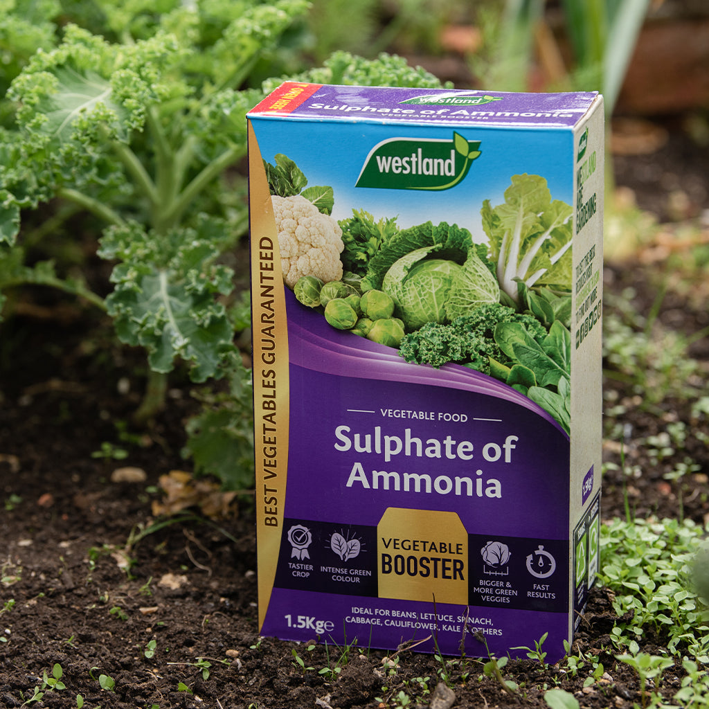 Box of Westland Sulphate of Ammonia vegetable food in a garden setting