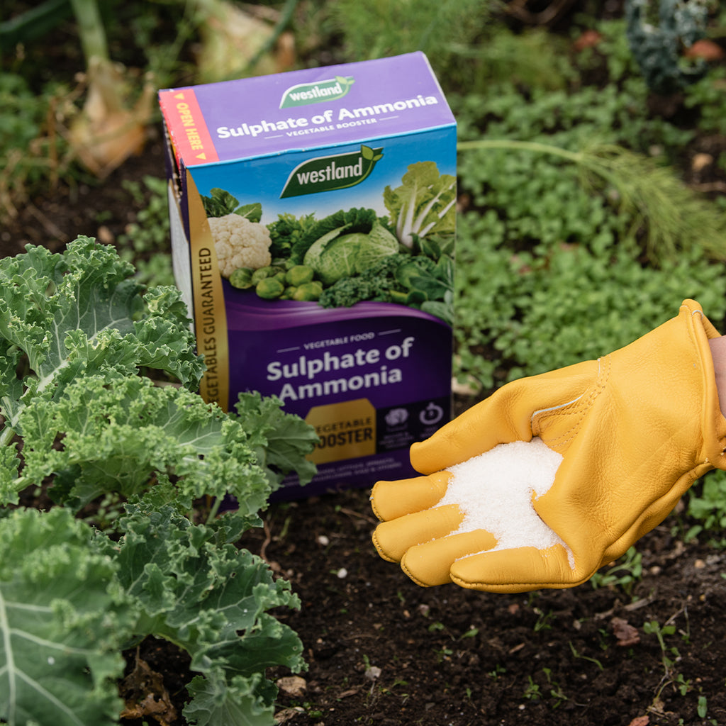 Westland Sulphate of Ammonia packaging with a gloved hand holding a white powder in a garden setting.