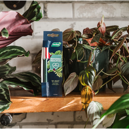 Wilted plant on a wooden shelf with a box of Wilted Weckrör plant care product.