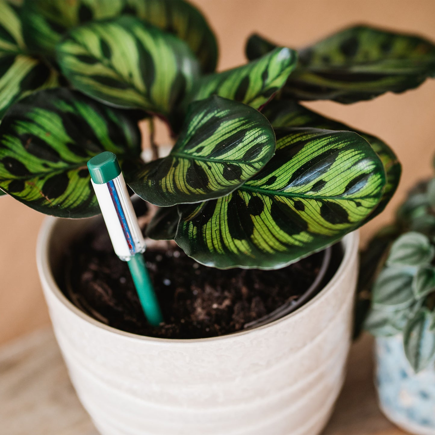 Potted plant with a watering indicator stick inserted into the soil