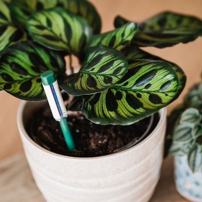 Potted plant with a watering indicator stick inserted into the soil