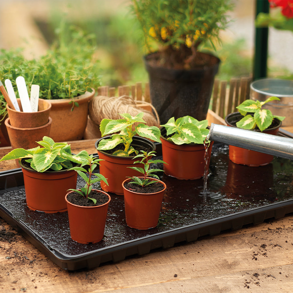 Grow It Watering Tray filled with potted plants being watered