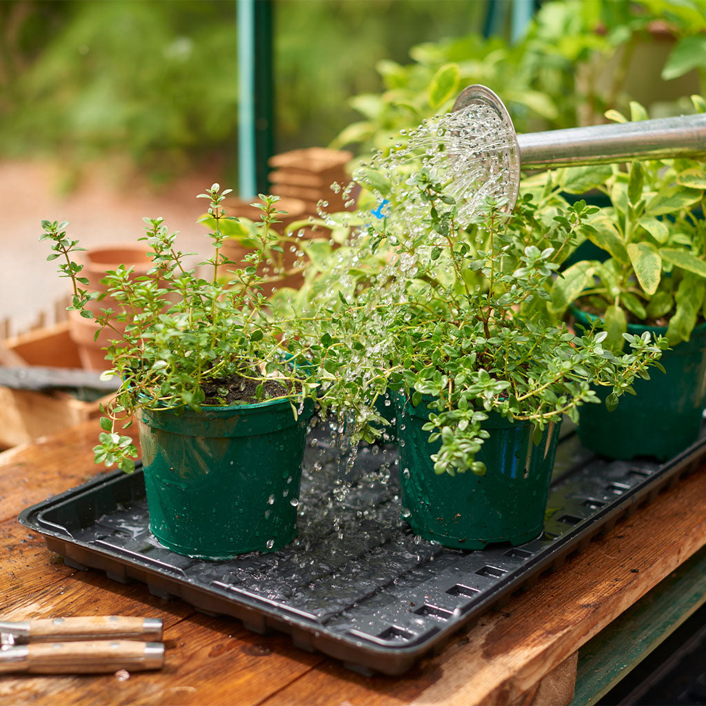 Grow It Watering Tray filled with potted plants being watered